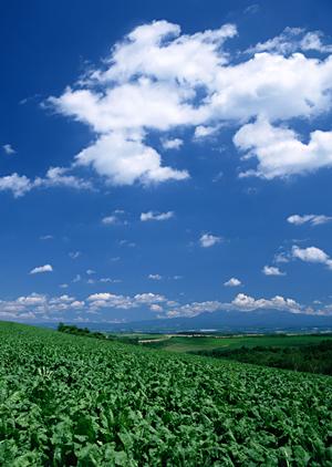 南大阪霊園｜堺で安心の霊園選びを！【口コミ重視のポイント解説】