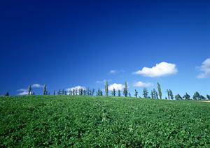 安い費用で永代供養もできる樹木葬