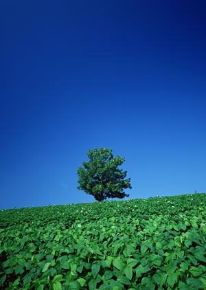画期的な供養を実施する宮城おお寺