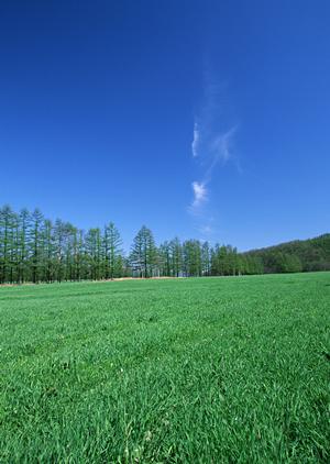 愛知で散骨を依頼できる業者を紹介します